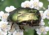 Cetonia aurata